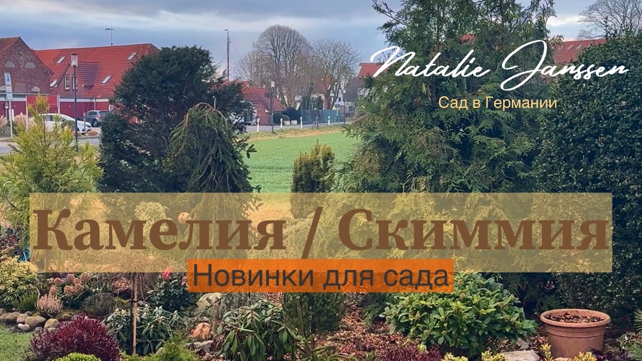 Камелия, Скиммия в моём саду 🌿 Новые растения для сада 🌿 Удивительные цены 🌿