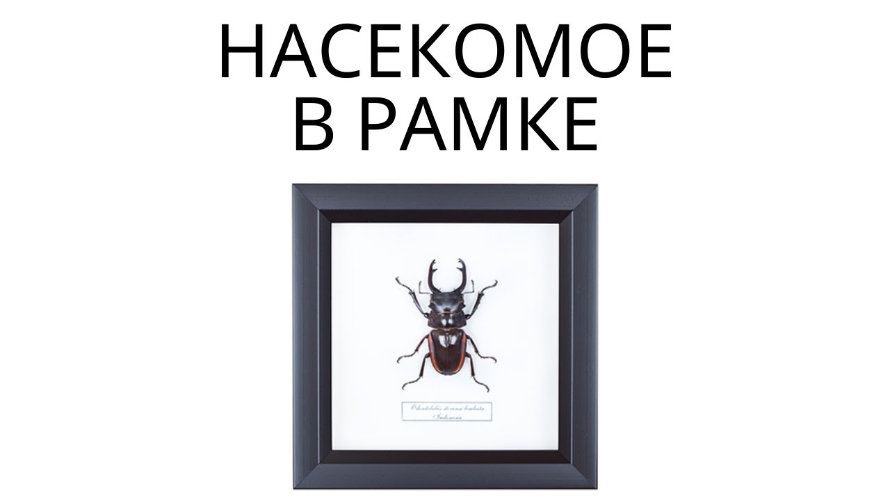 Как сделать насекомое в рамке
