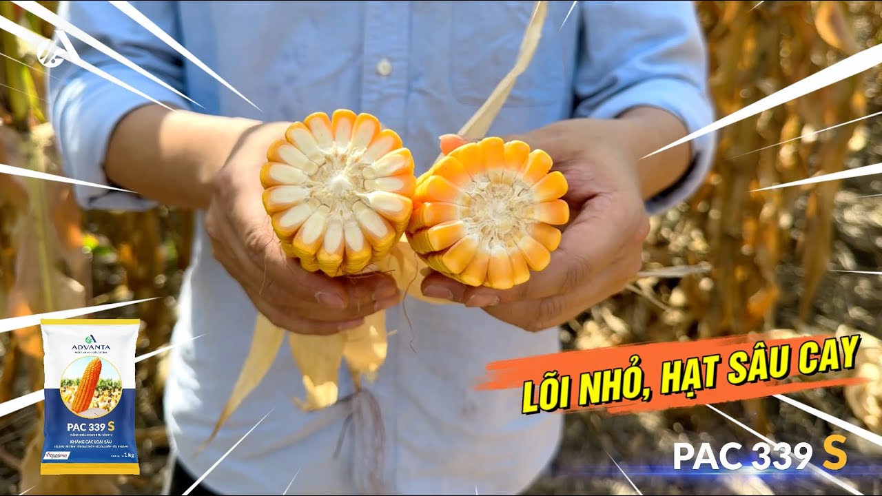HẠT GIỐNG NGÔ LAI 𝐏𝐀𝐂 𝟑𝟑𝟗 𝐒  ĐÃ TRỞ LẠI – LỰA CHỌN HÀNG ĐẦU CHO VỤ MÙA BỘI THU