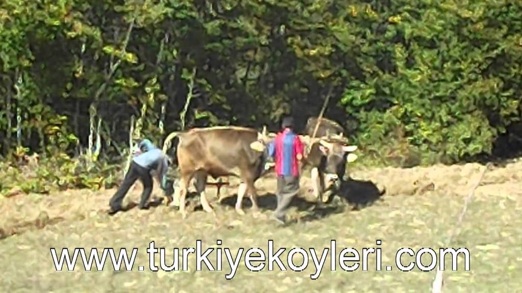 http://www.turkiyekoyleri.com Kastamonu Küre Köstekçiler - Öküz sabanı ile tarla sürüyor.