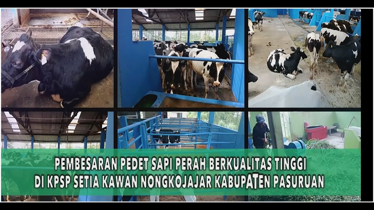 PEMBESARAN PEDET SAPI PERAH BERKUALITAS TINGGI DI KPSP SETIA KAWAN