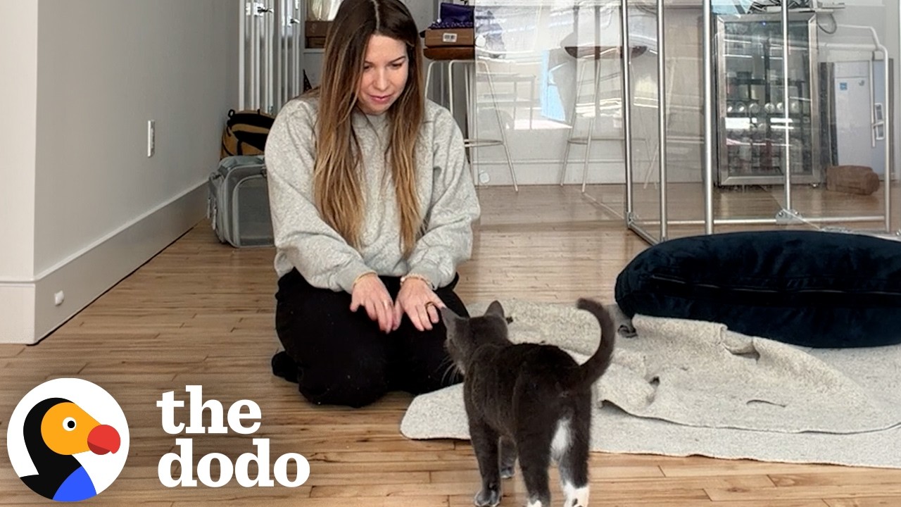 Она часами сидела с испуганным котенком, чтобы завоевать его доверие | The Dodo