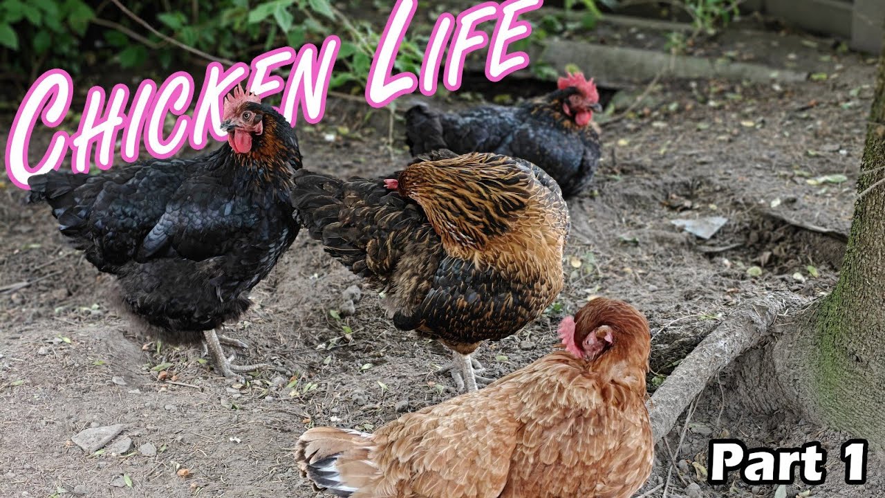 Chicken Life, Życie kury nioski na wsi: Poradnik przetrwania - Part 1