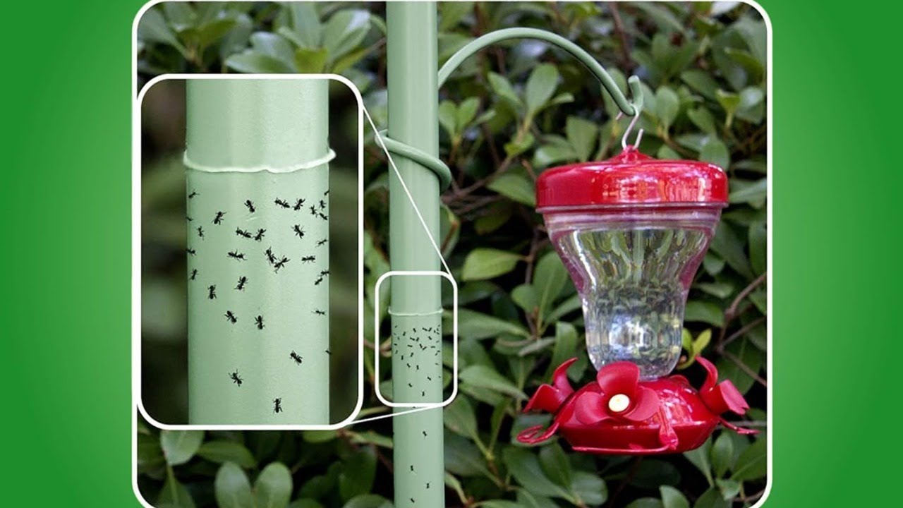 Keeping Insects out of Your Oriole & Hummingbird Feeders