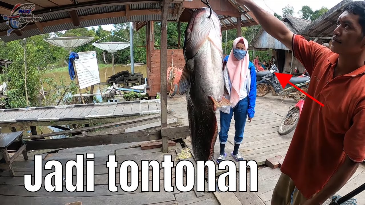 Musim Banjir Menyebabkan Munculnya IKAN MONSTER Sebesar Anak Manusia Tercyduk #283