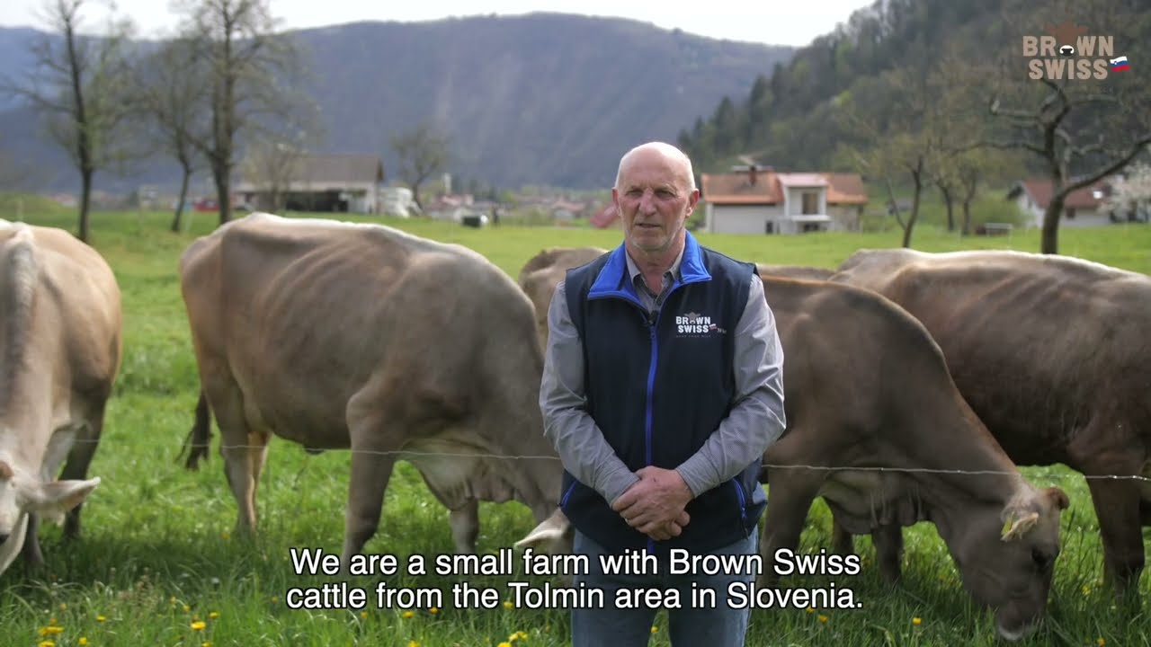 Brown Swiss, ideal for grazing