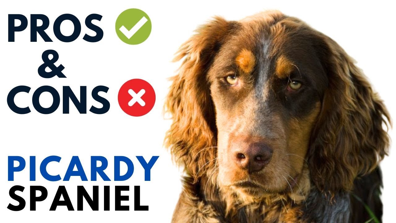 Picardy Spaniel Dog Pros and Cons | Épagneul Picard Advantages and Disadvantages