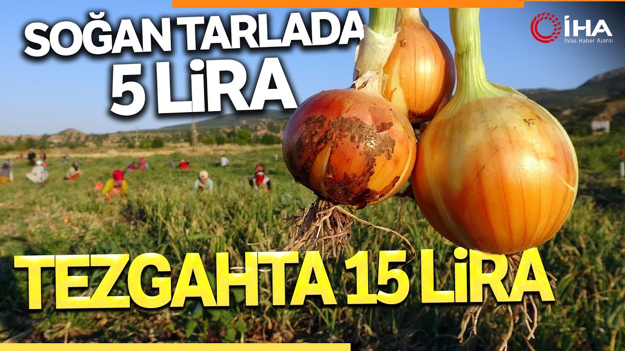 Yozgat'ın Soğanı Tarlada 5, Tezgahta 15 Lira!