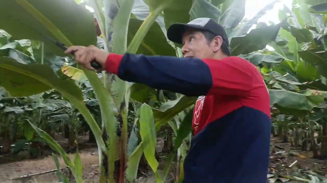 Paano ba ang tamang pag pruning Ng lakatan/binangay banana
