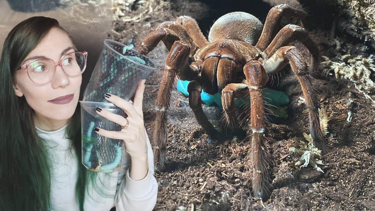 My most FOOD-AGGRESSIVE Tarantulas FEAST on WORMS!.. ft Goliath Bird Eater Dancing