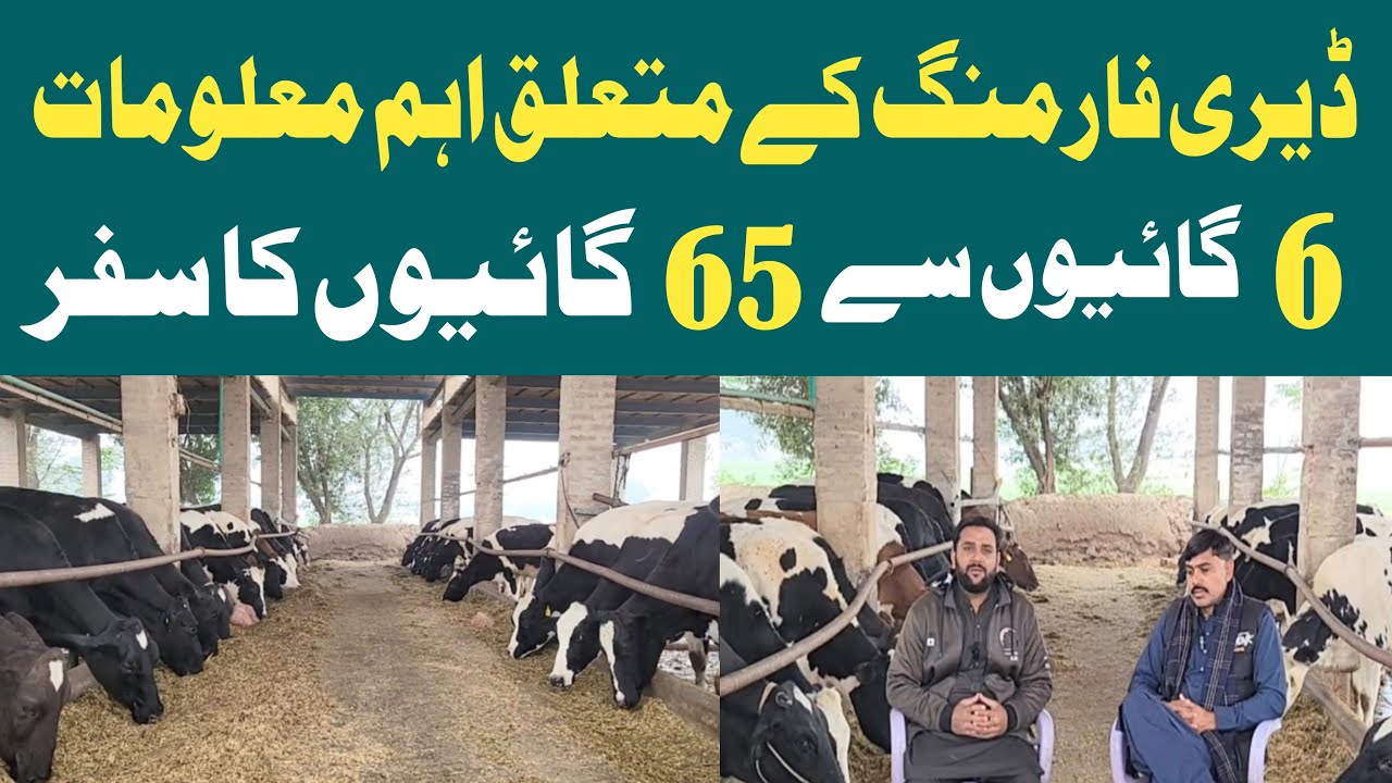 How to Start Dairy Farm Business in Low Budget|Dairy Farm Business Profit and Loss