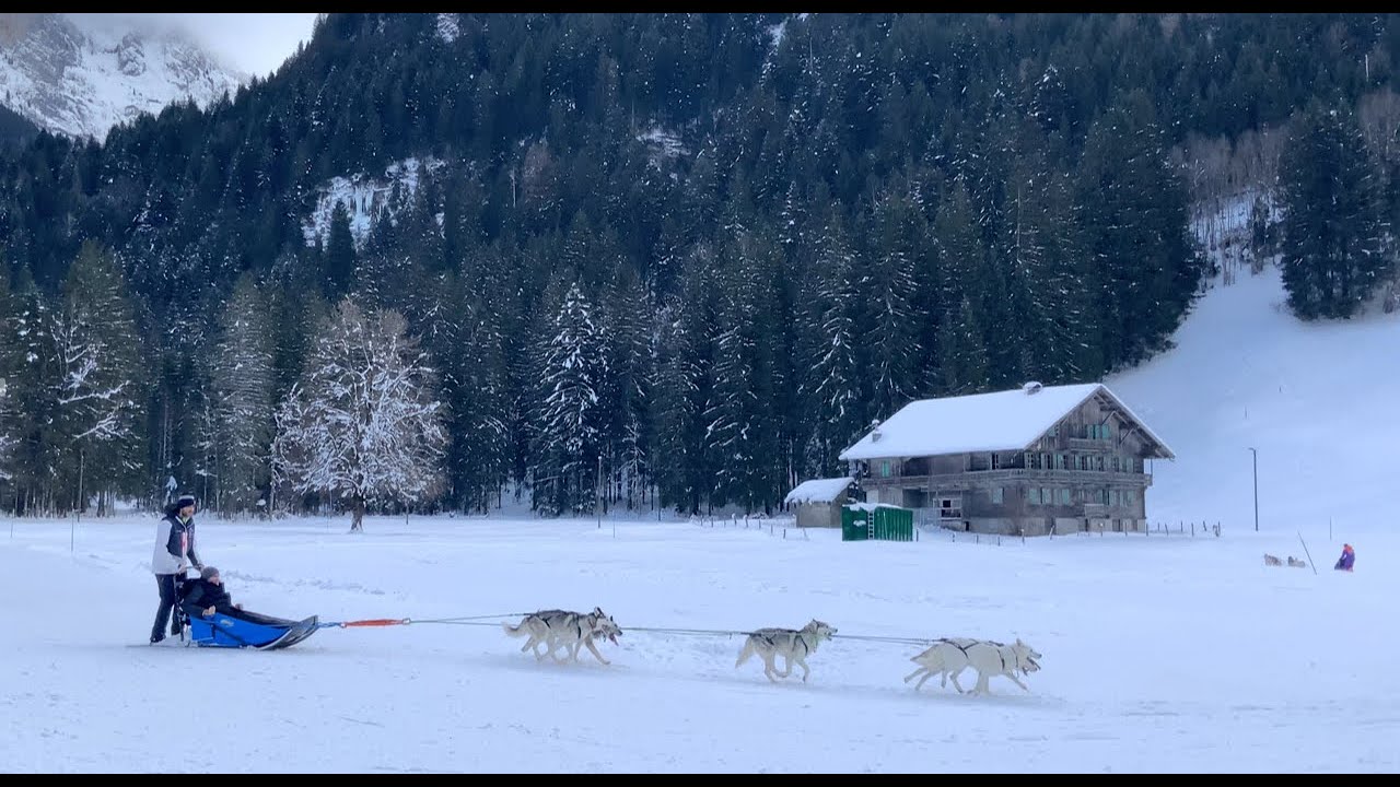 阿尔卑斯哈奇士雪橇 ，Sledding with Huskies in Apls，Switzerland 🇨🇭 in my eyes #travel #nature #sleddog