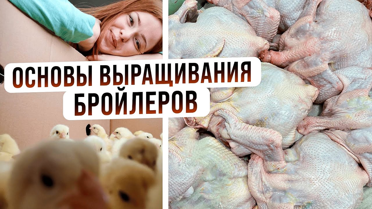 ОСНОВЫ ВЫРАЩИВАНИЯ БРОЙЛЕРОВ ОТ А ДО Я