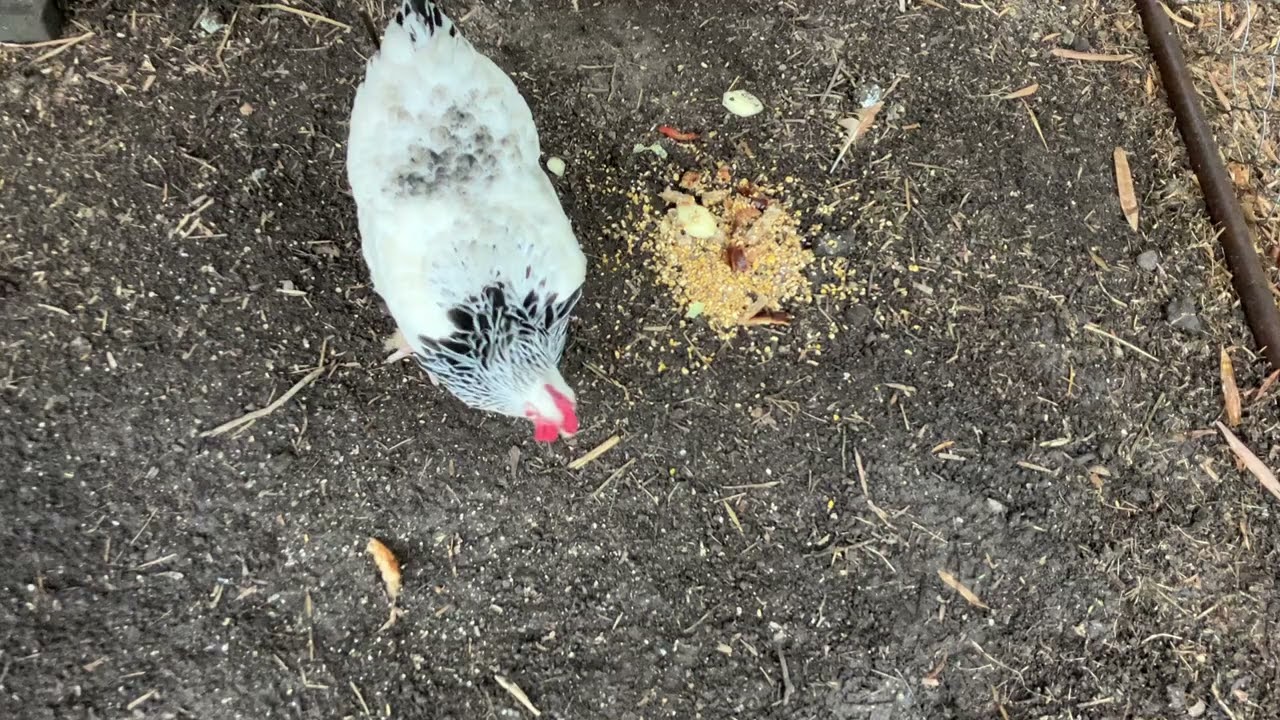 The Chicken Dairies - February 14 2026