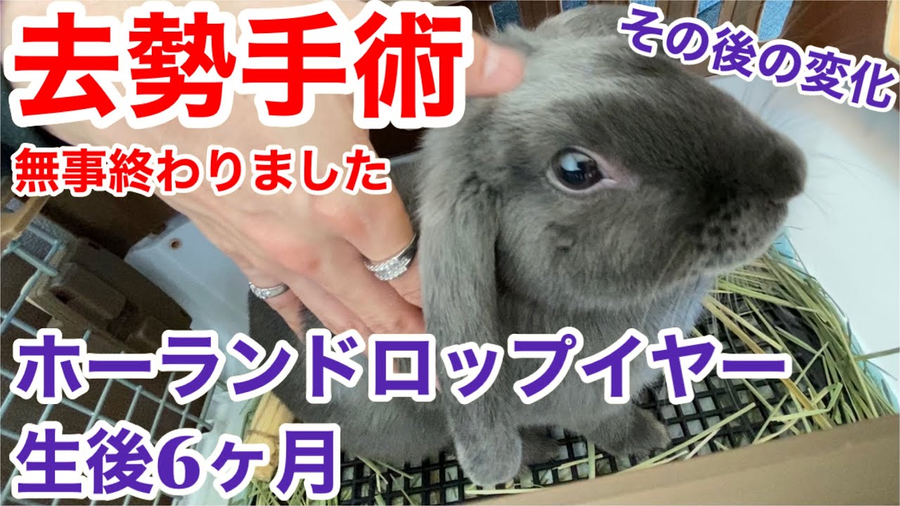 うさぎ/去勢手術/ホーランドロップ イヤー/オス/生後6ヶ月/日帰り手術/ウサギ!発情期.卒業⁉️