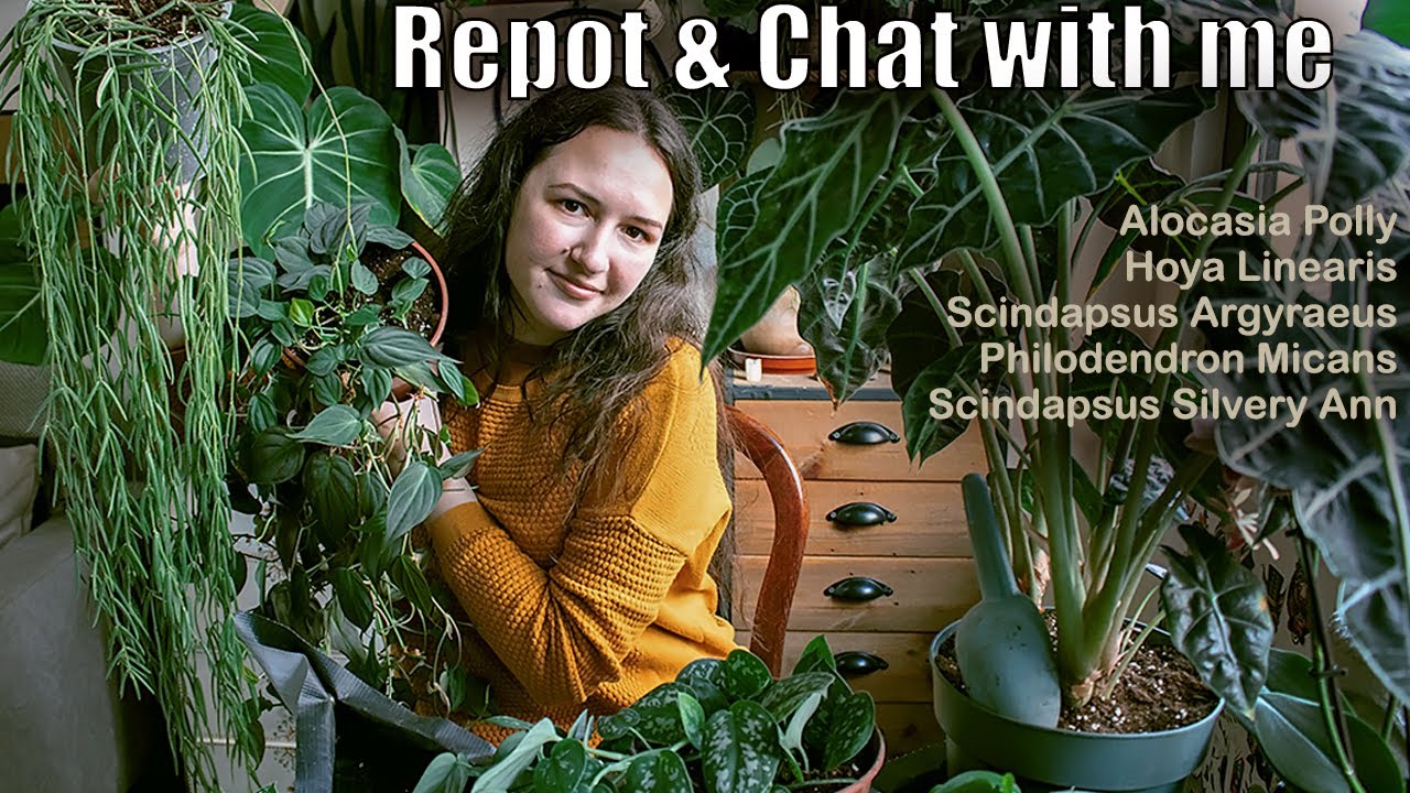 Last repotting of this year? / 2022 / Alocasia Polly, Hoya Linearis, Scindapsus, Philodendron Micans