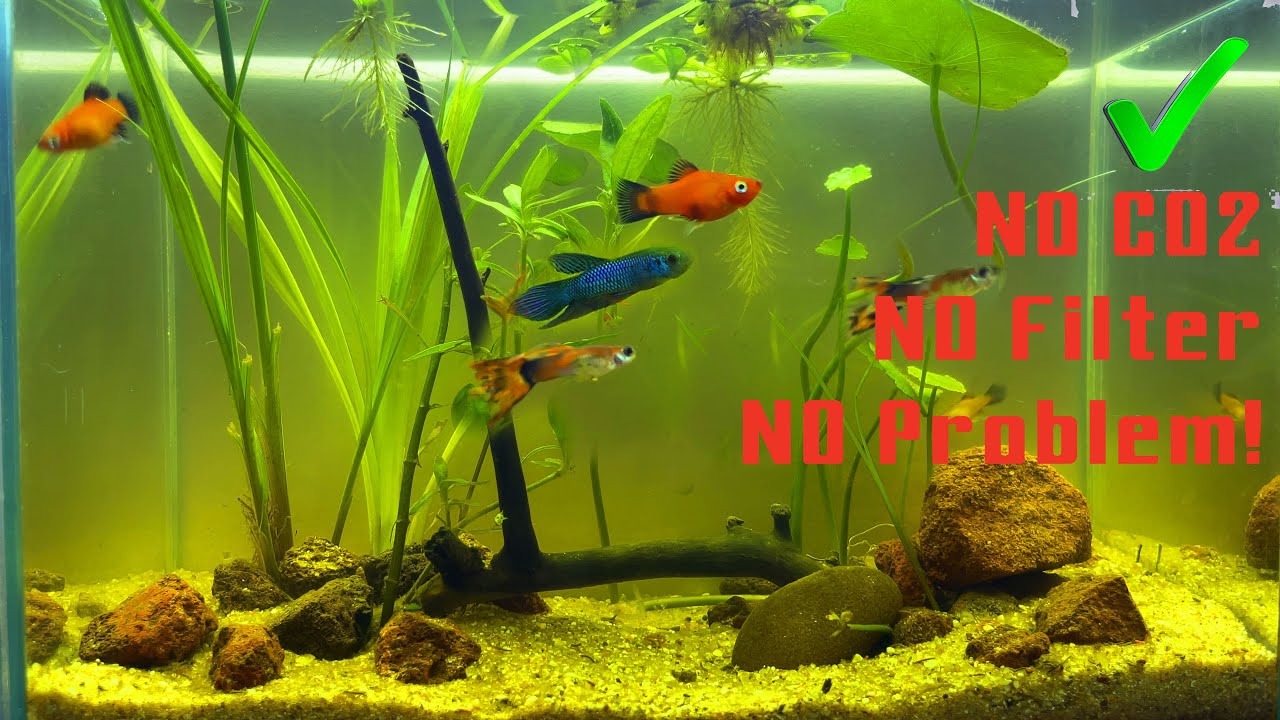  No Filter, No CO2, No Problems!! Aquarium Tanks 4L,without