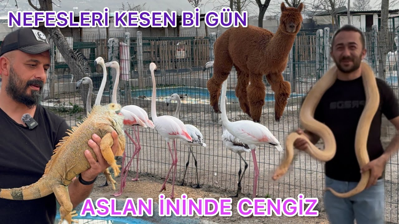 SAKARYA DA  İNANILMAZ HAYVANLARI BARINDIRAN EFSANE MEKAN