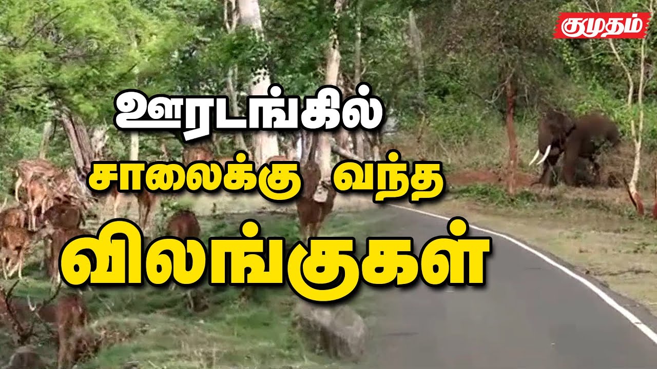 ஆளில்லா  ஊட்டி முதுமலை காட்டில் ஒரு Thrill Ride - Animals on ooty forest road |Kumudam|