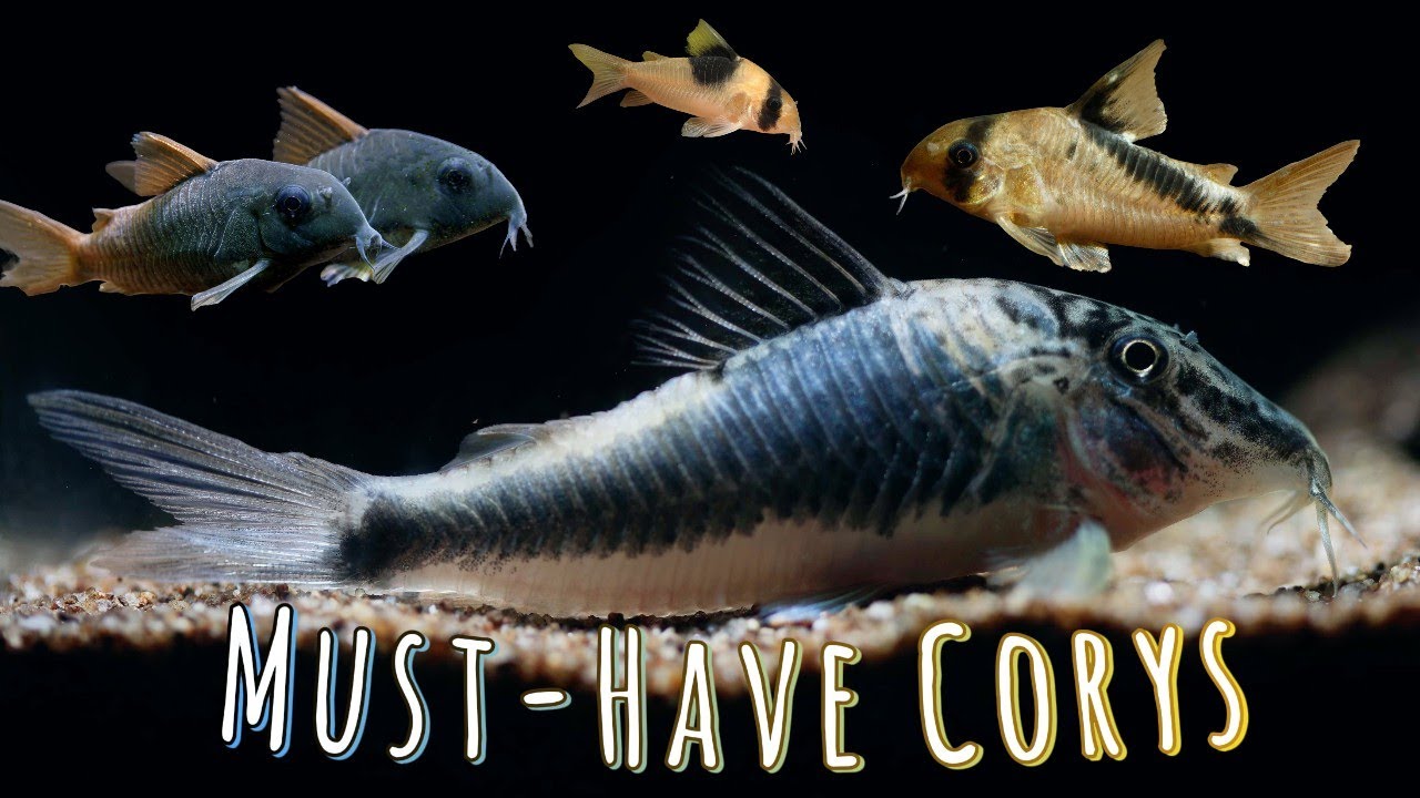 7 Corydoras Catfish Perfect for Community Tanks that You'll Love