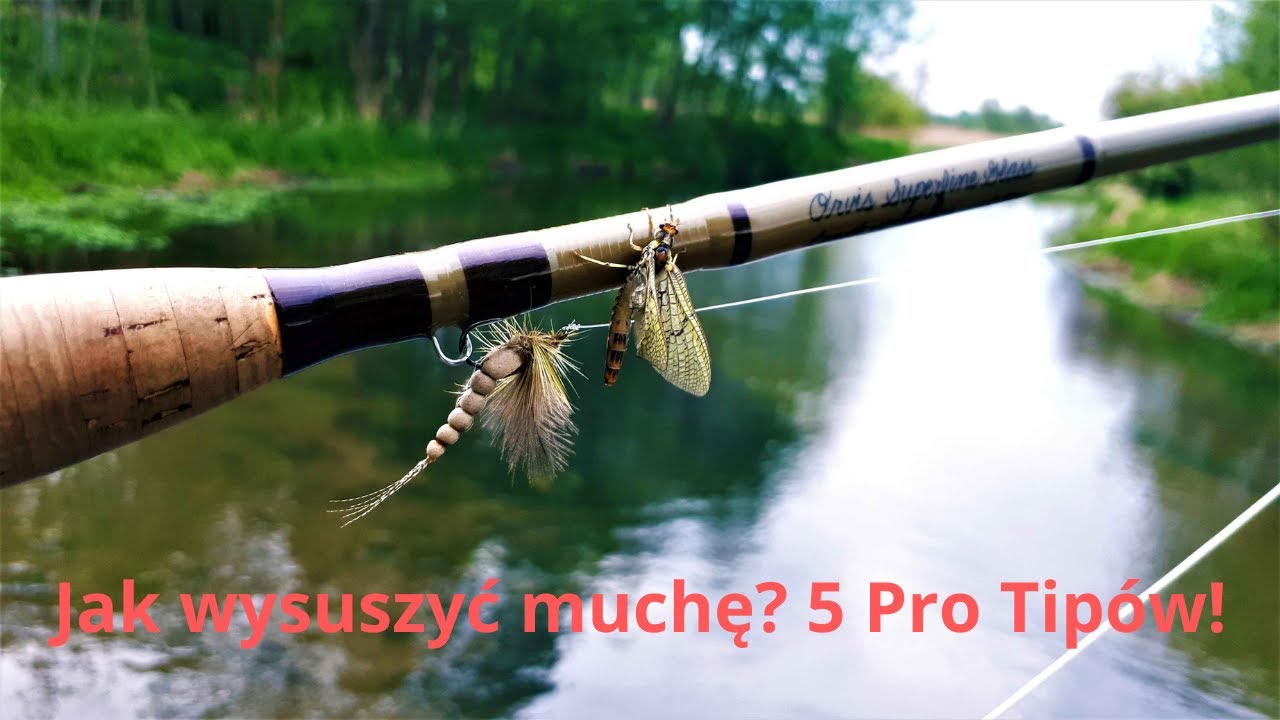 Jak wysuszyć muchę? 5 Pro Tip&oacute;w!