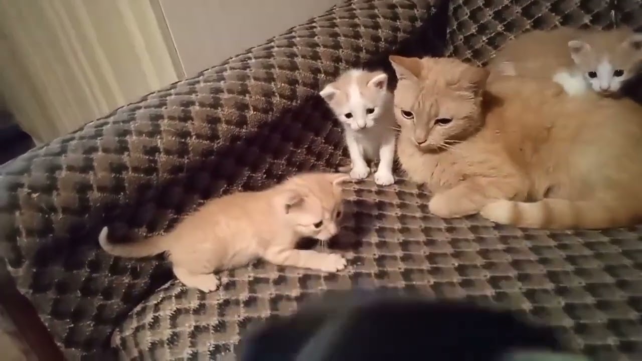 Альфа и кошачье семейство.