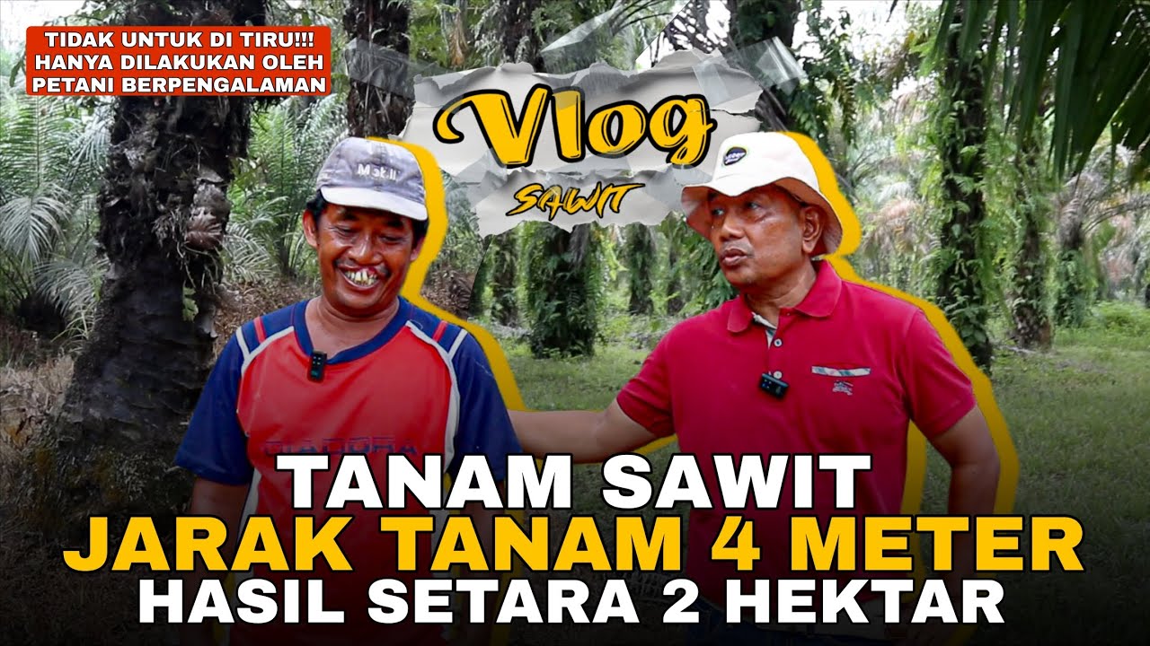 VLOG 46 : SAWIT JARAK TANAM 4 METER HASILNYA MANTAP‼️