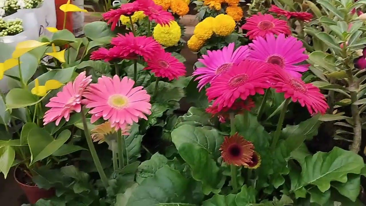 PASSEIO NO GALPÃO DAS PLANTAS. AQUÁRIO JACU PÊSSEGO.MUITAS PLANTAS LINDAS COM PREÇOS, ACESSÍVEIS.