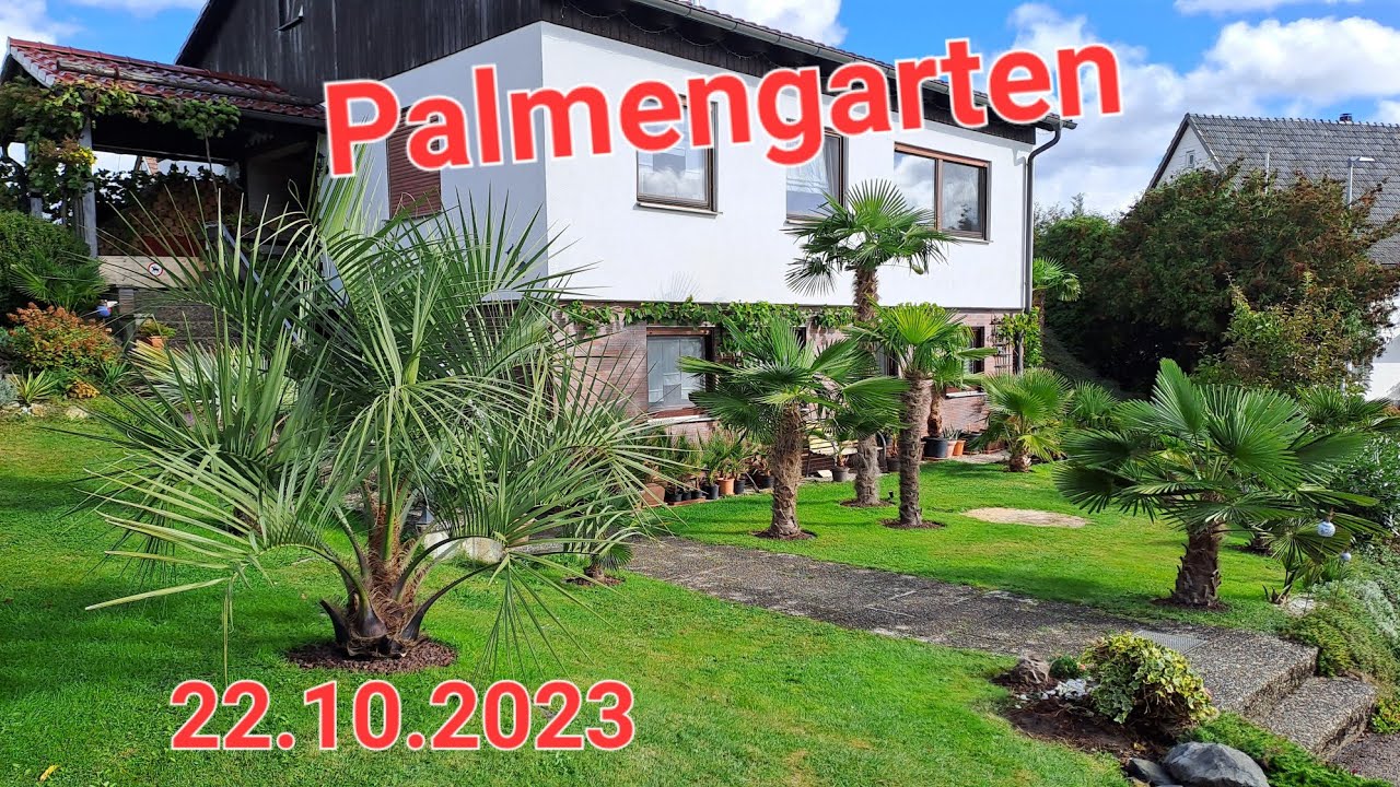 Palmen in Deutschland Trachycarpus fortunei, chinesische Hanfpalme, Washingtonia, Butia, Winterhart