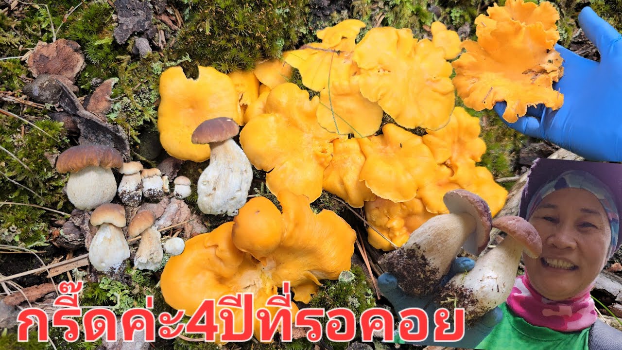 11/สค/68คลิป(1)🍄🍄ว้าวมากเห็ดเหลืองเห็ดผึ้งแย่งกันออกสวยทั้งคลิป