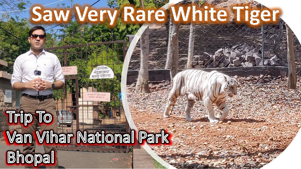 || Saw a White Tiger || Van Vihar National Park Bhopal ||