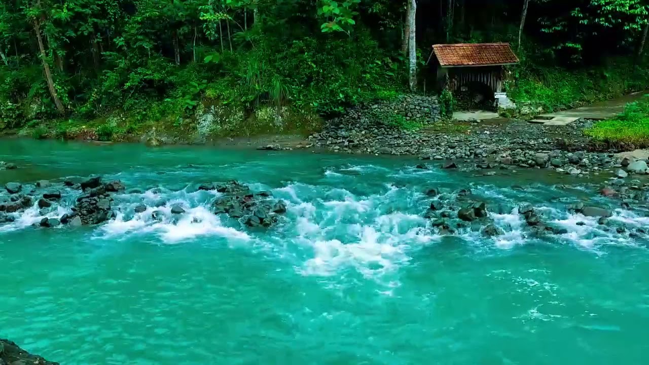 Forest Ambience Sounds - Healing Nature Sounds for Sleep and Relaxation, ASMR