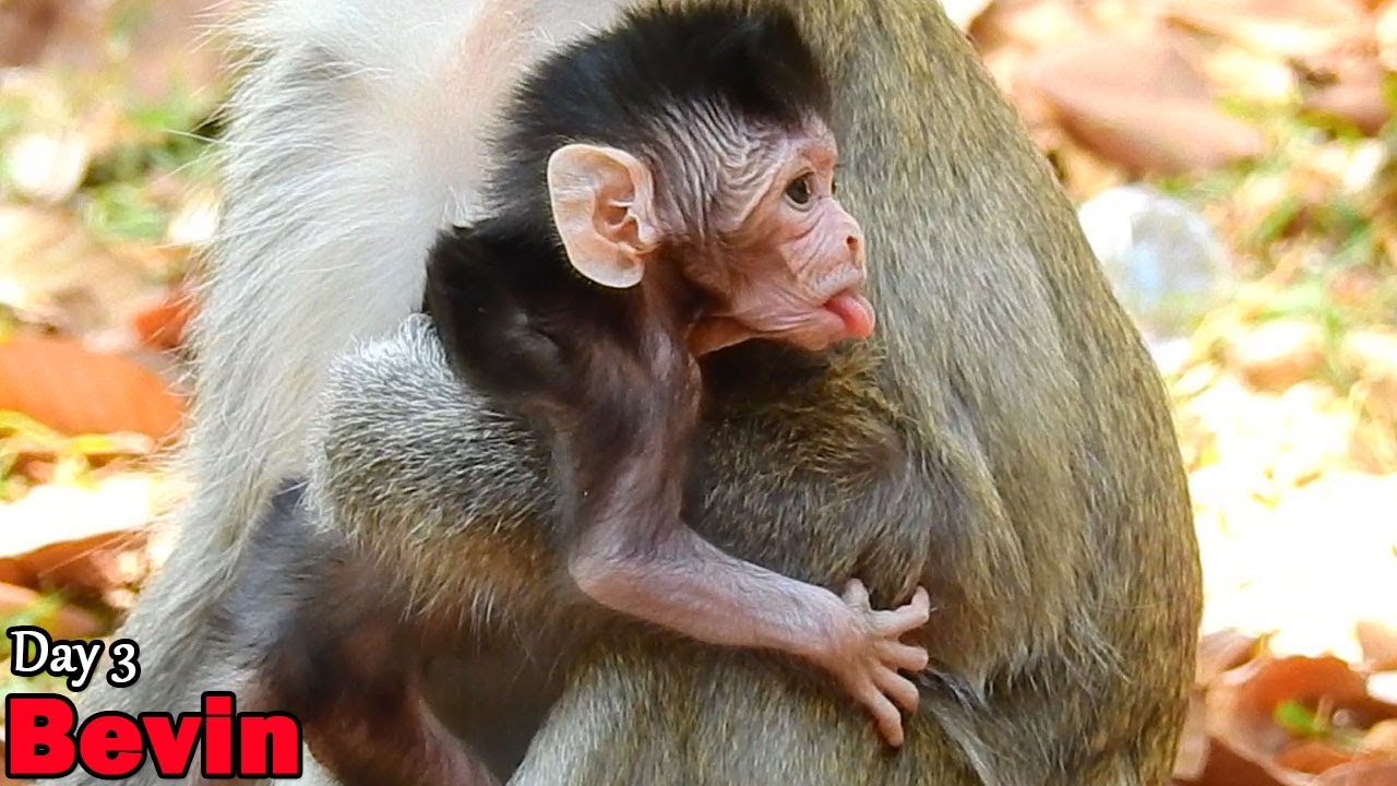 Newborn baby Bevin more cute, Good healthy and has activity from day by day stay