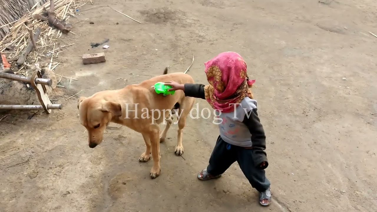 German Shepherd Dog Natural Dog Mating Dog Mating 2026 Video 