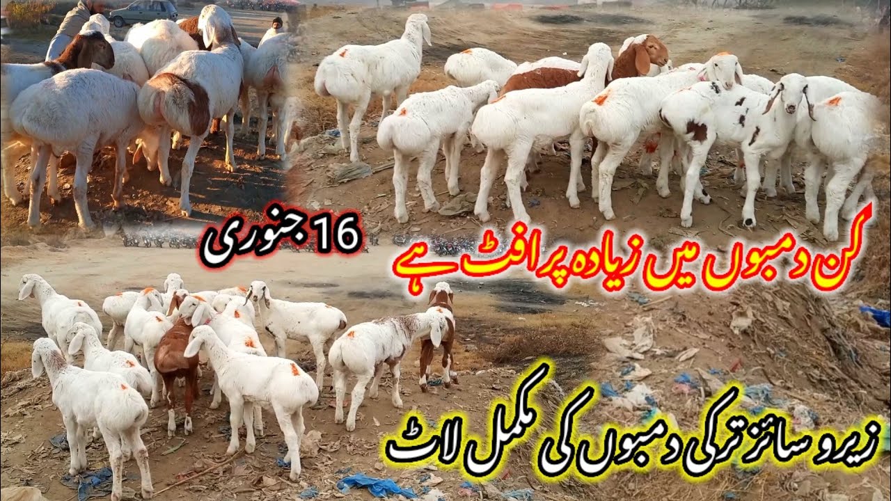 Talagang dumba Mandi/zero size Turkey dumba kids rates/dumba Mandi 16 January new update/