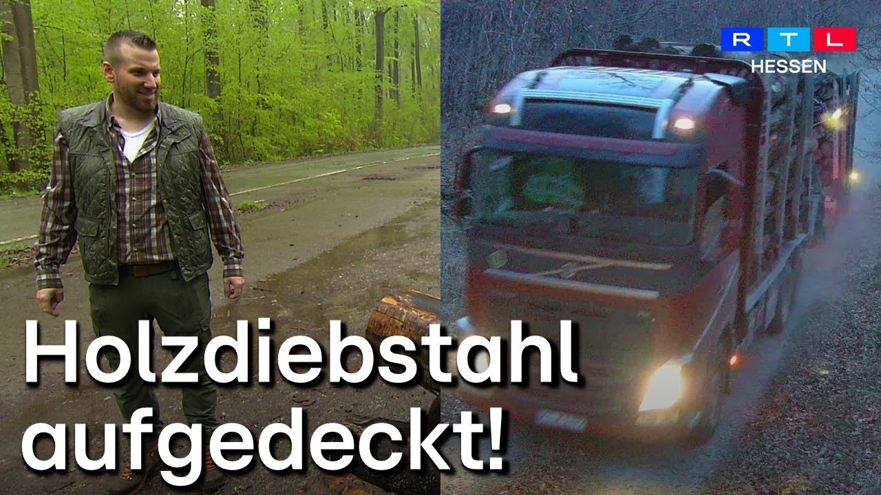Dreister Holzklau im Wald: Wie Überwachungskameras und GPS-Tracker den Täter entlarvten