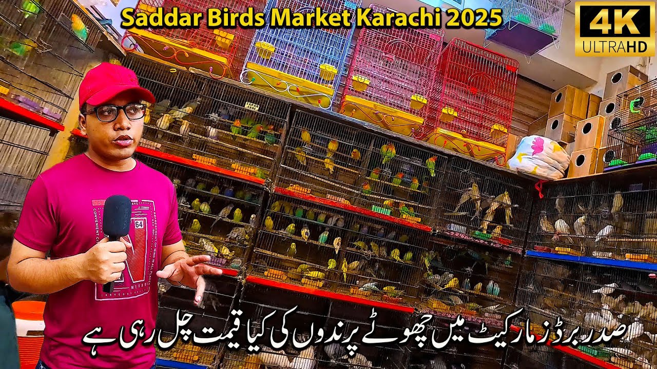 Saddar Birds Market 2025 Karachi | Unique and Rare Birds Breeds