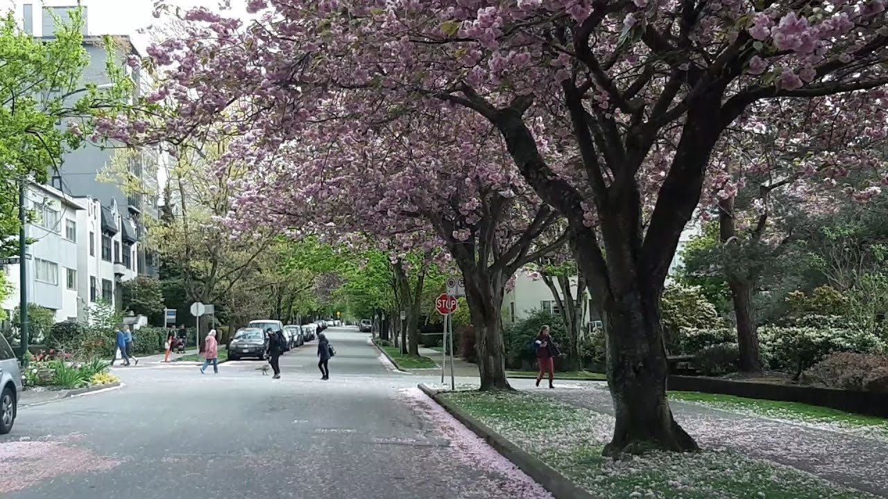 Springtime in Vancouver West End | April 25 2020 | Sakura Season in Canada | City Living