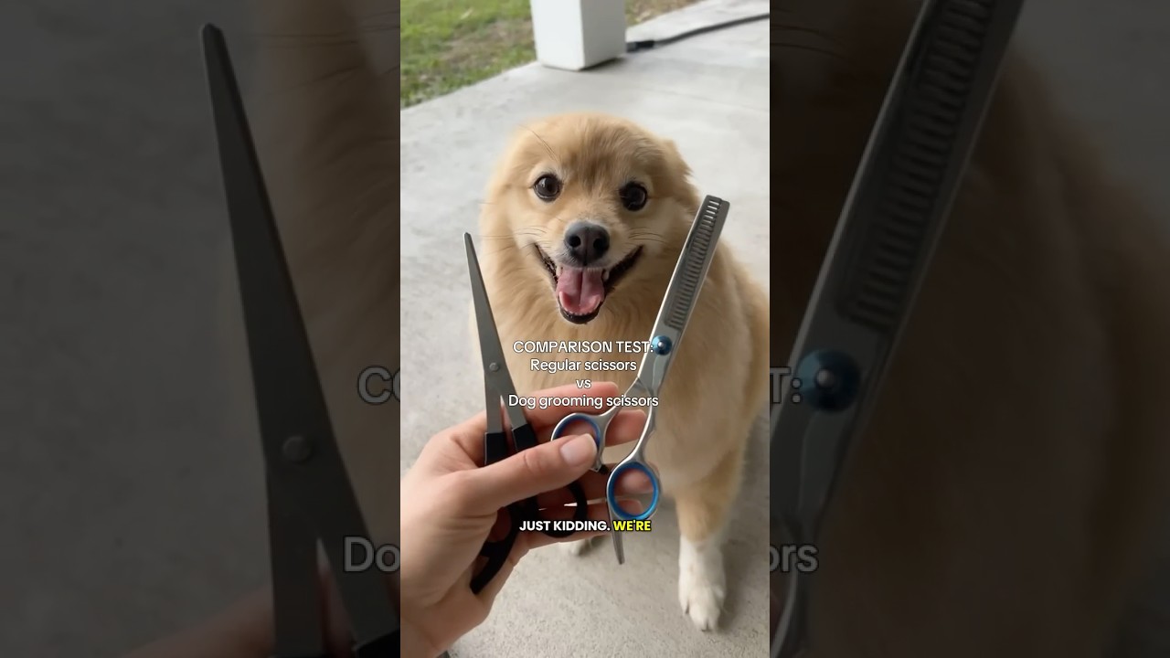 Comparing regular scissors vs dog-grooming scissors ✂️🐕