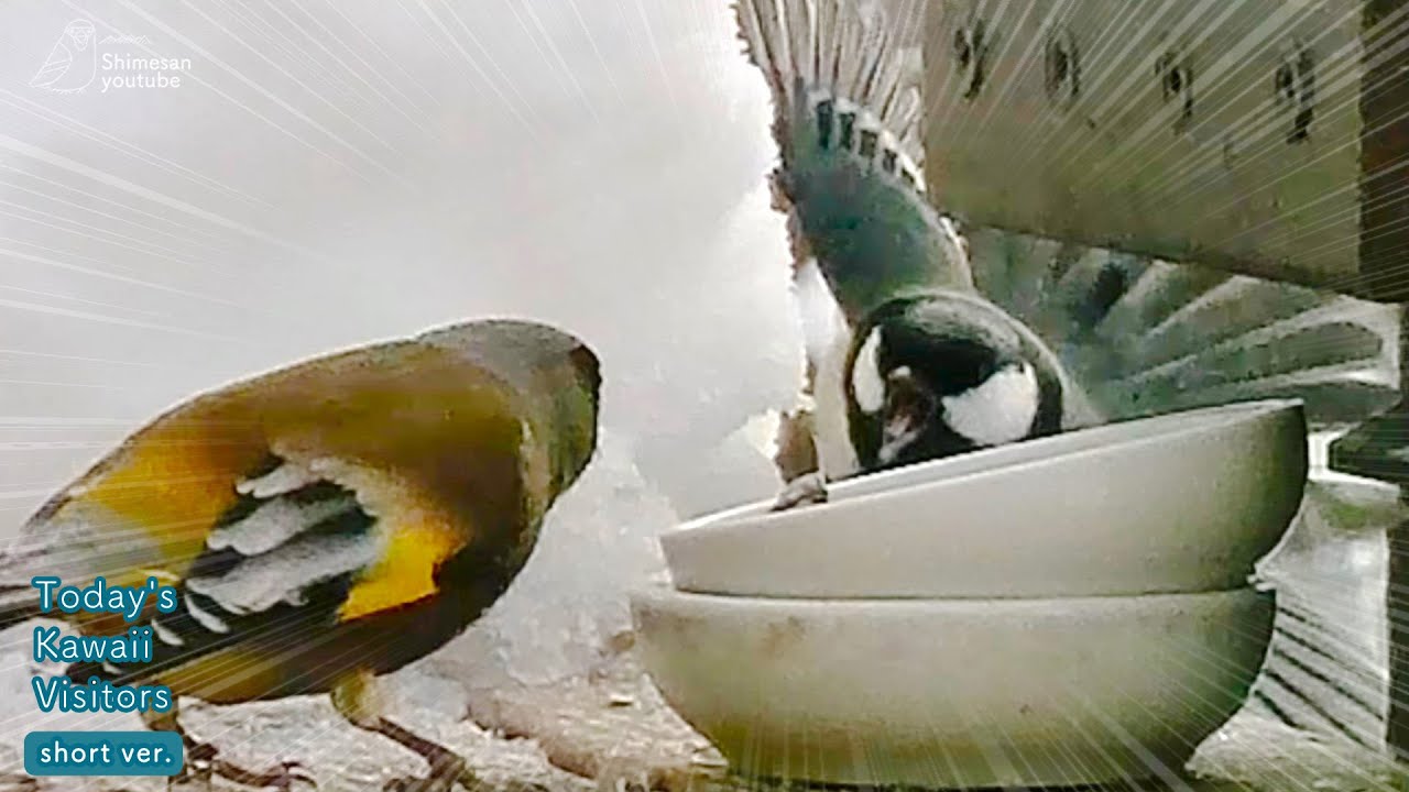 【威嚇】ますます怖いシジュウカラvs全然怖くないカワラヒワ！笑（2024-02-08,09 #野鳥 #birds ）