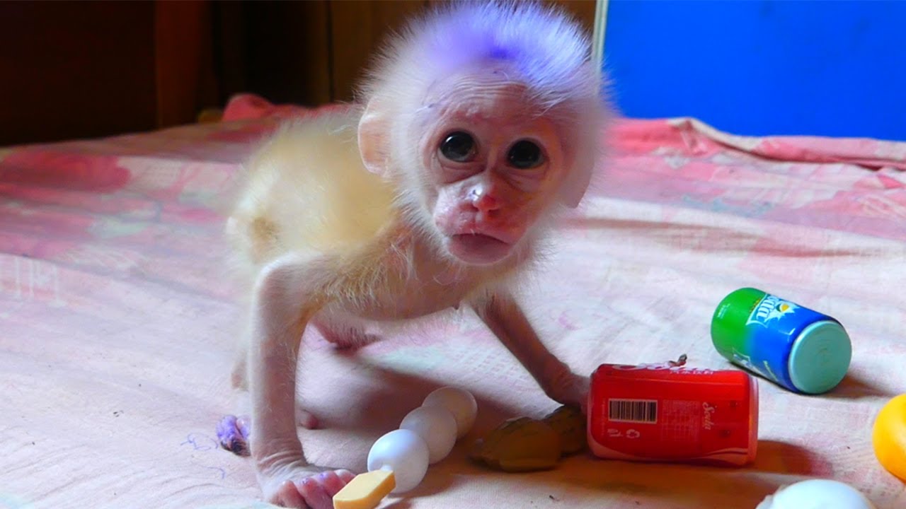 Adorable Baby monkey Newborn2024 | Baby Kira Best welfare Healthy