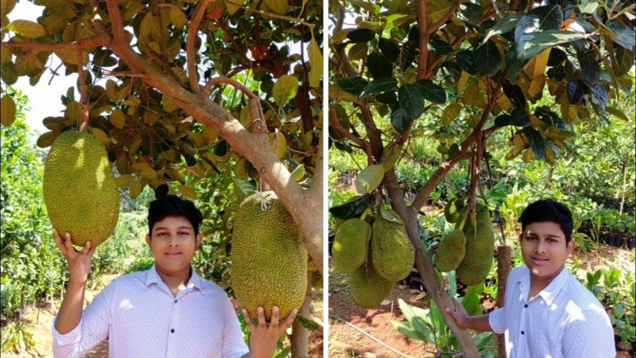 365 Days JACK-FRUIT| Ayur jack farm thrissur| welcome to our family vlogs.