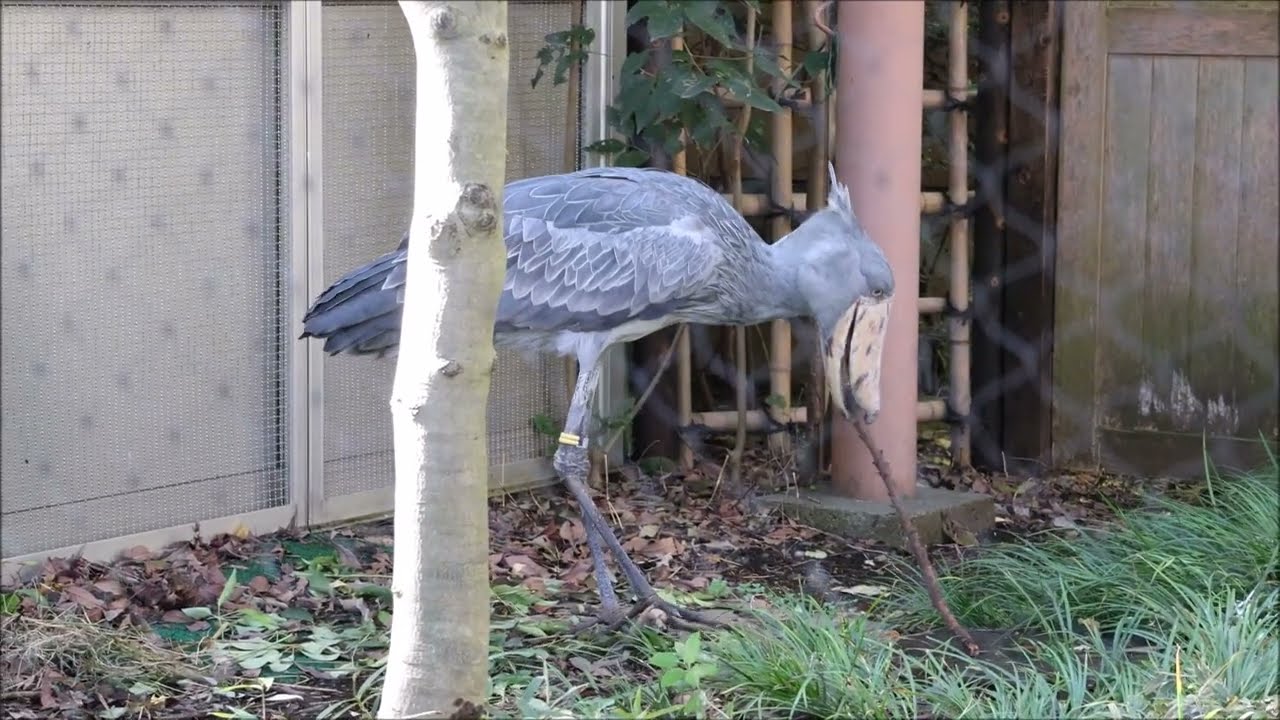 shoebill、枝で遊ぶハトゥーウェ＠上野ハシビロコウ