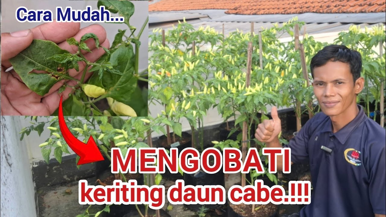 CARA MUDAH MENGOBATI KERITING DAUN CABE #cabe #insektisida