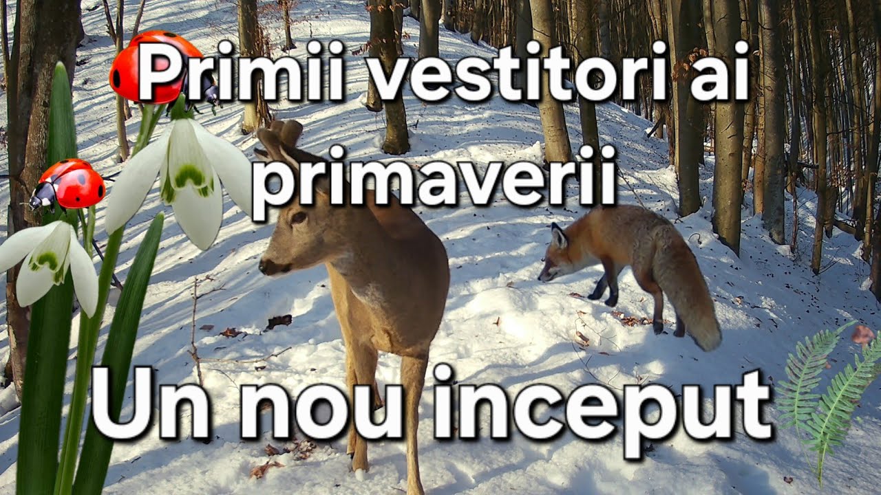 Un nou inceput/ Primii vestitori ai primaverii/ Plante & Animale salbatice 