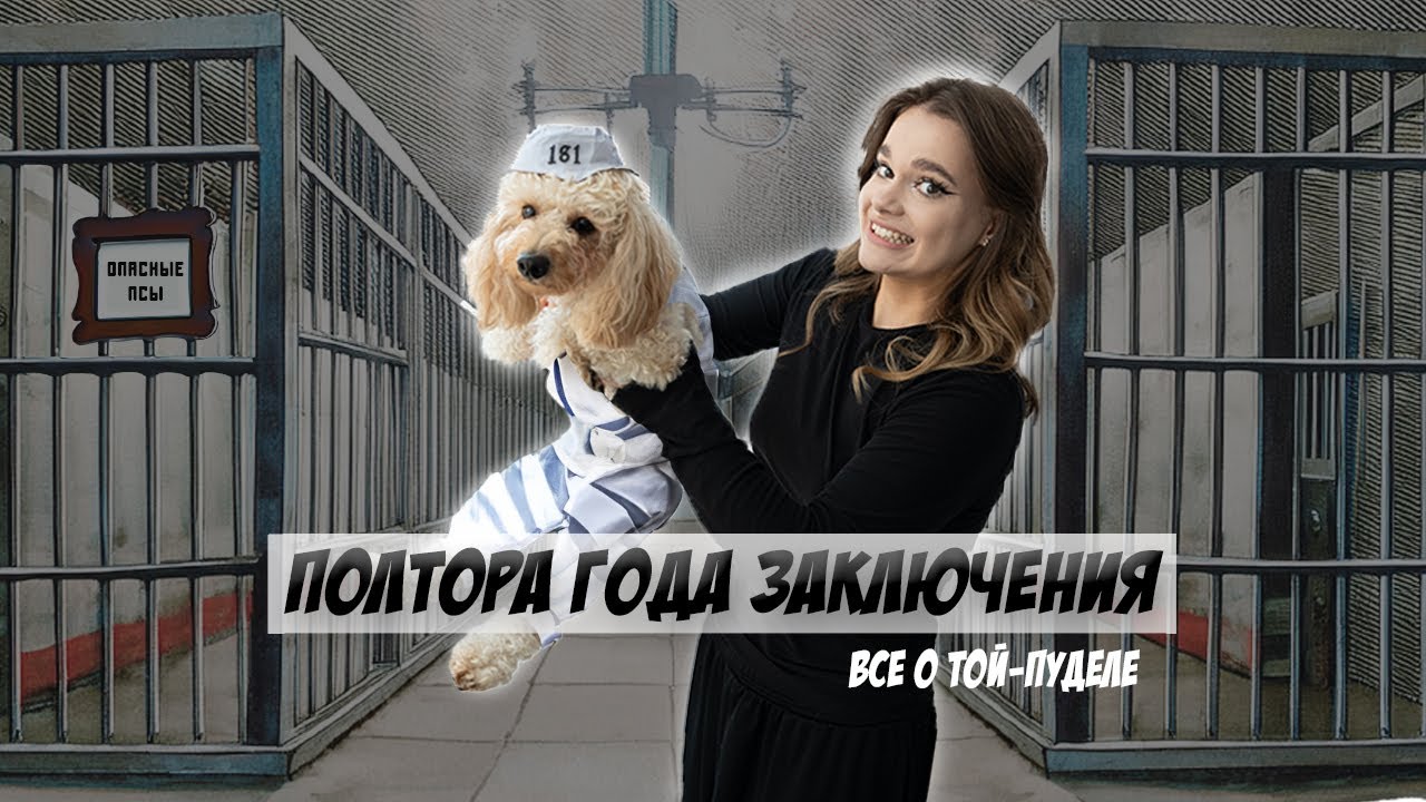МЫ КУПИЛИ ТОЙ-ПУДЕЛЯ | ВСЕ О ПОРОДЕ