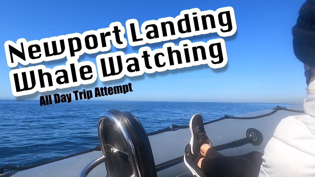 NSEW: Newport Whale Watching (All Day Ultimate) Trip 1