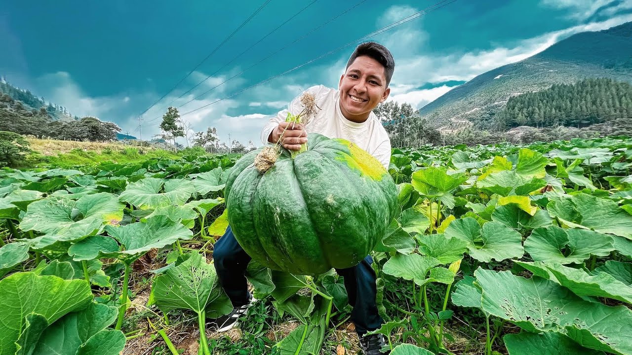 Encontramos tremendo zapallo más de 100 kilos😱