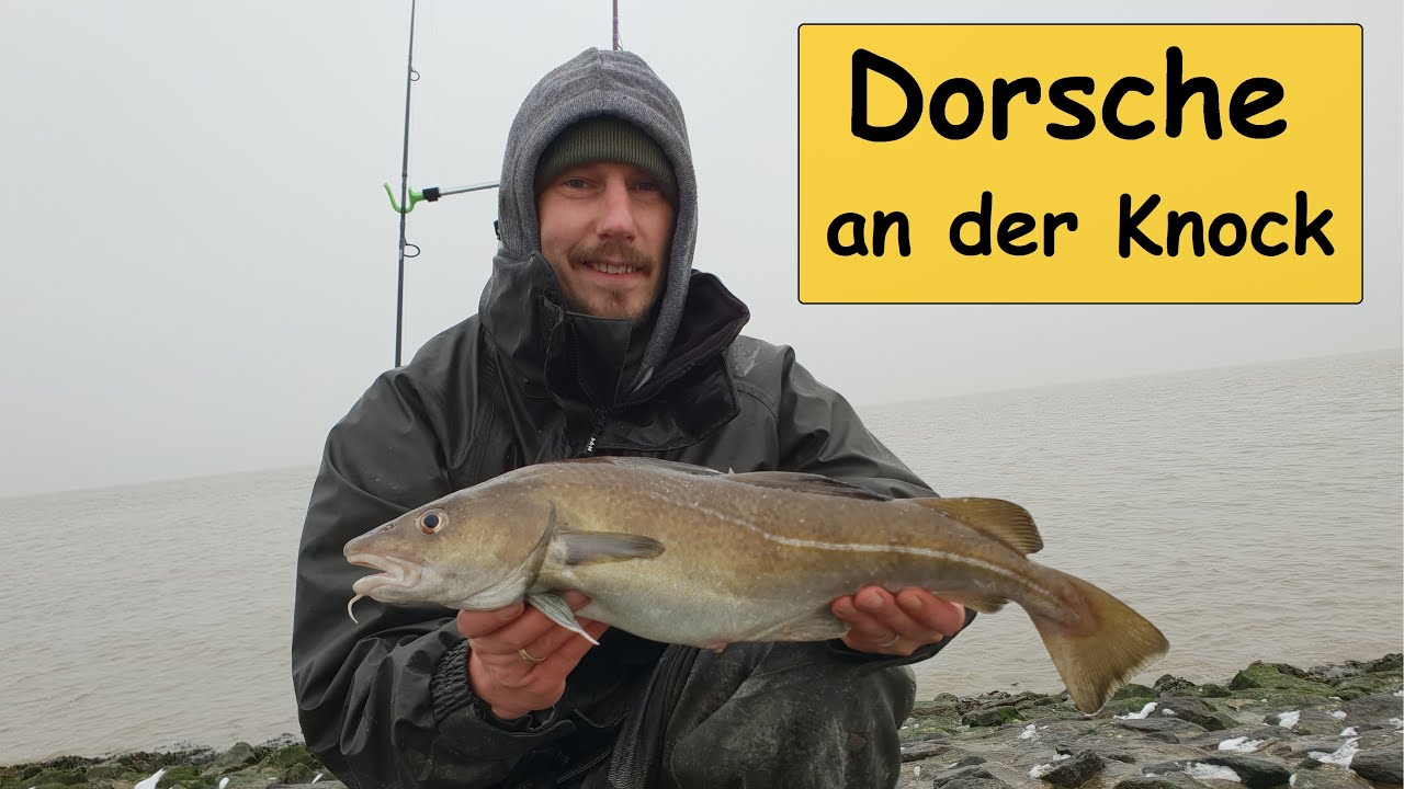 Dorsche an der Knock