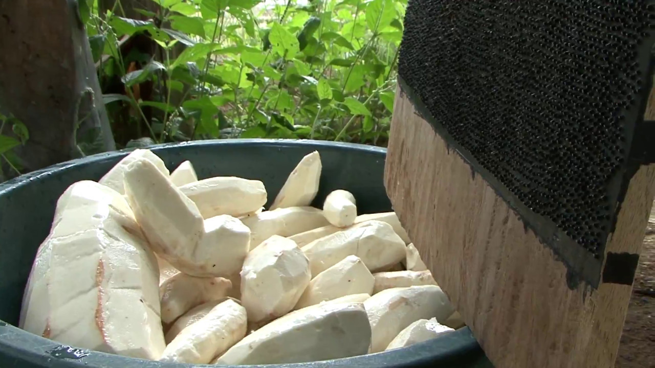 ¿Qué hacer con la yuca amarga? ¡Casabe! (Indígenas Yekuanas nos enseñan)